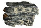 Mammoth Molar Slice With Case - South Carolina #99523-1
